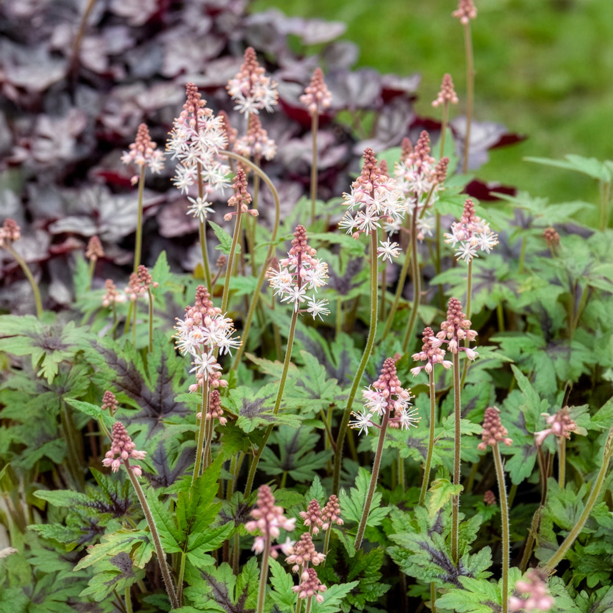 Tiarella - Schaumblüte - Zipfelblättrige Schaumblüte Sugar and Spice - Tiarella Sugar and Spice
