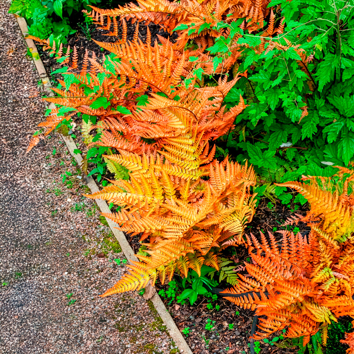 Farne - Roter Indusienfarn - Dryopteris erythrosora