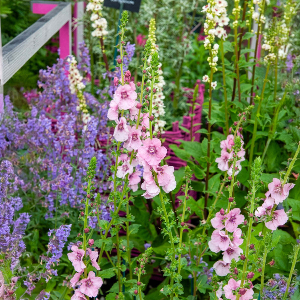 Königskerze Pink Domino - Bakker