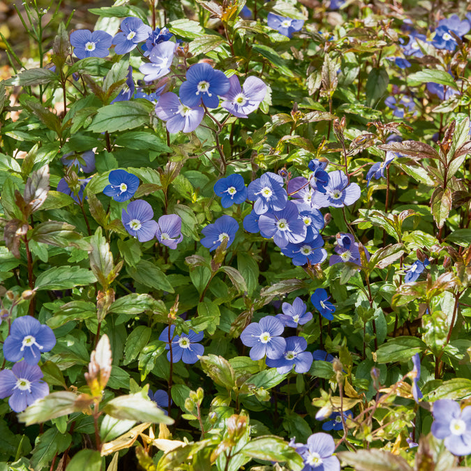 Kriechende Veronika Georgia Blue - Bakker
