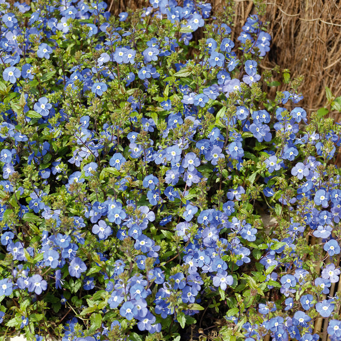 Kriechende Veronika Georgia Blue - Veronica umbrosa Georgia Blue - Bakker