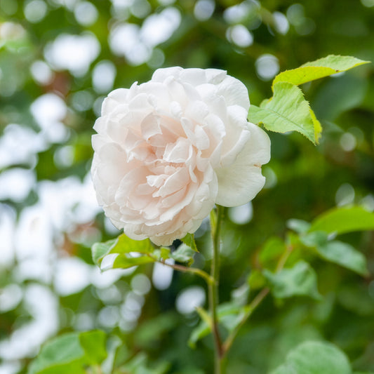 Kletterrose Madame Alfred Carrière - Bakker