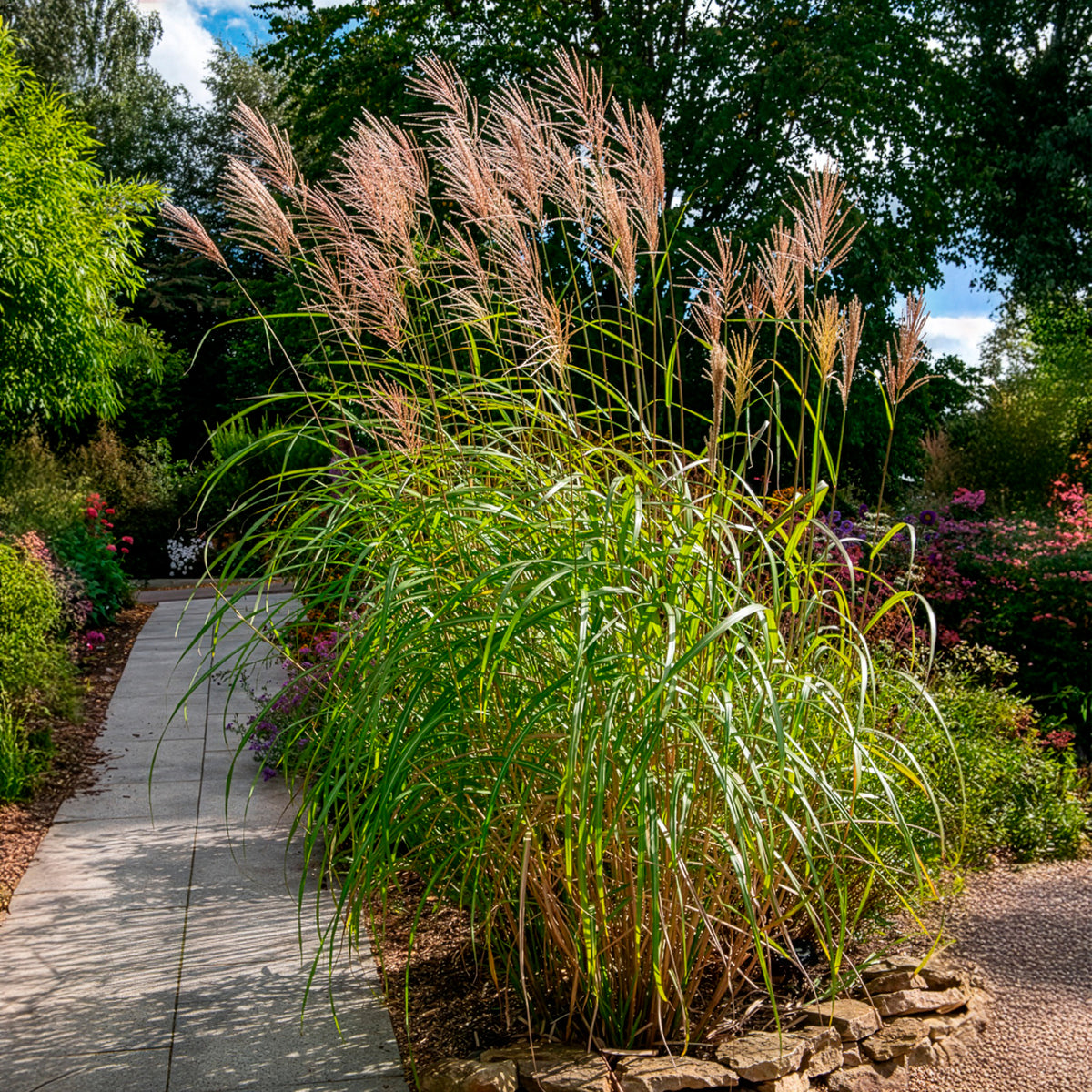 Verkauf Eulalie Silberfeder Chinaschilf - Miscanthus sinensis silberfeder