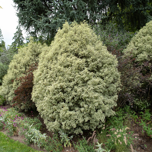 Pittosporum 'Variegatum' - Bakker