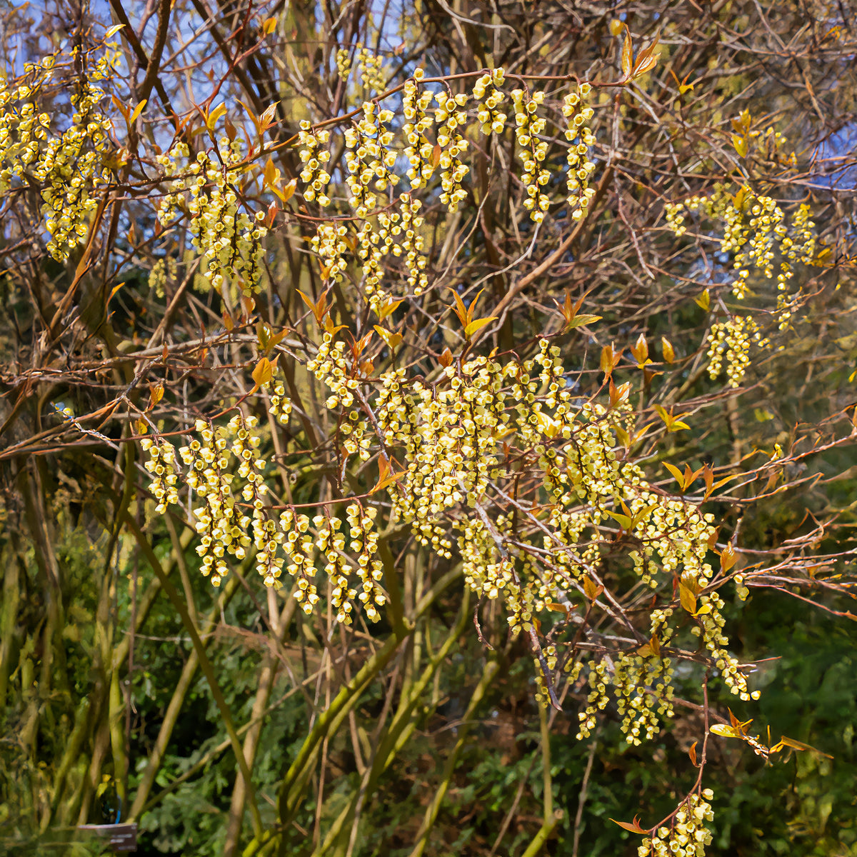 Balkonblumen - Perlschweif - Stachyurus chinensis Joy Forever