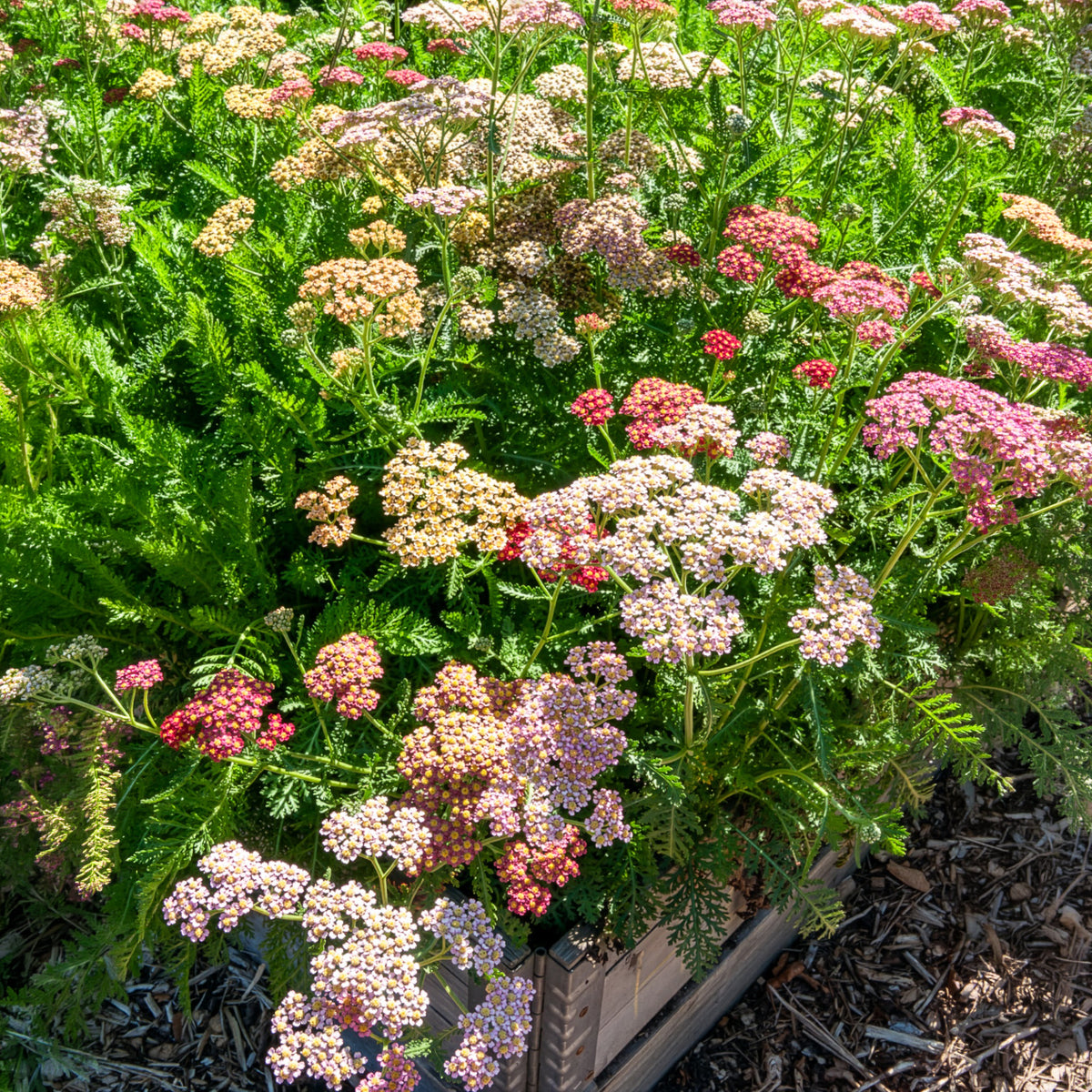 Schafgarbe 'Summer Pastels' F2 Mischung - Bakker