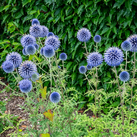 Kugeldistel - Bakker