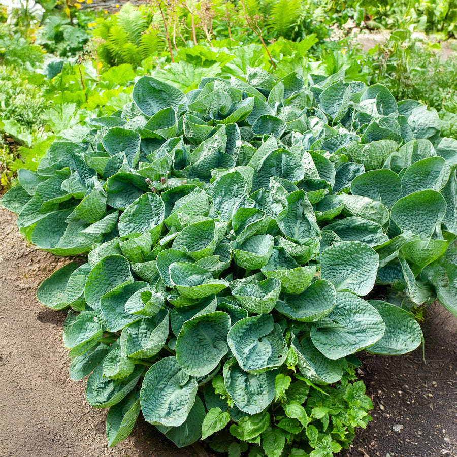 Hosta Big Daddy Funkia - Hosta big daddy - Bakker
