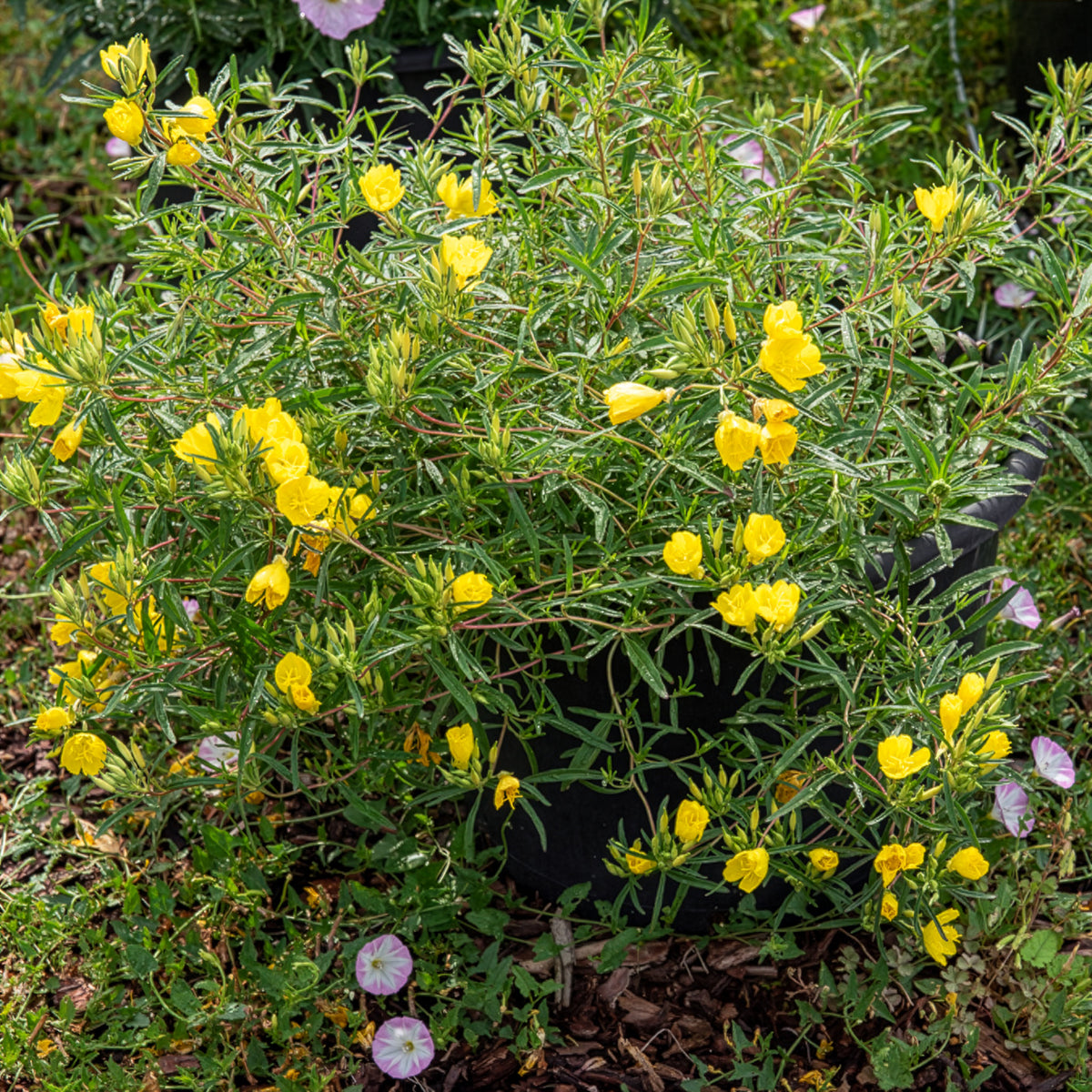 Nachtkerze African Sun - Oenothera African Sun - Bakker