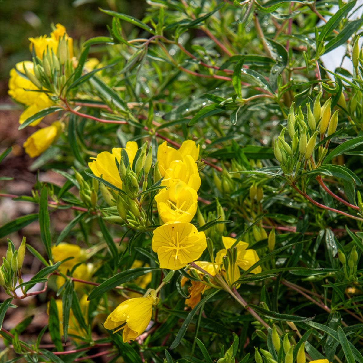 Blühende Stauden - Nachtkerze African Sun - Oenothera African Sun