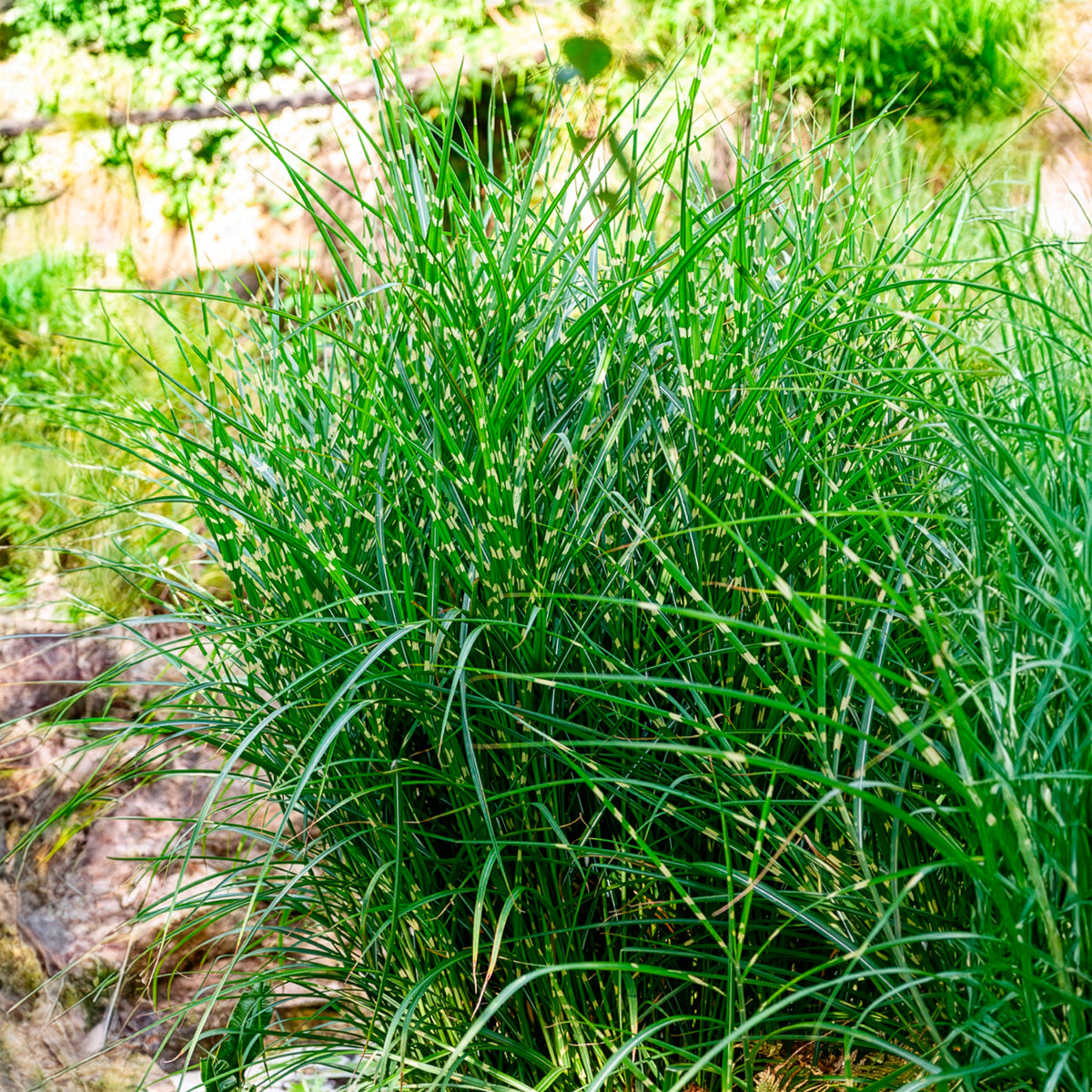 Chinaschilf Strictus - Bakker