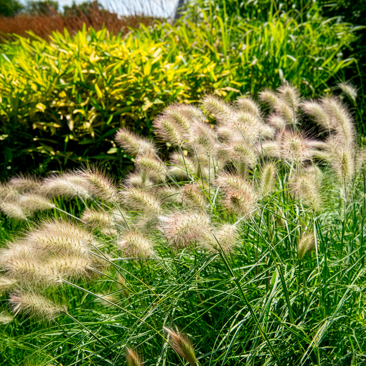 Pennisetum villosum - Lampenputzergras - Pennisetum