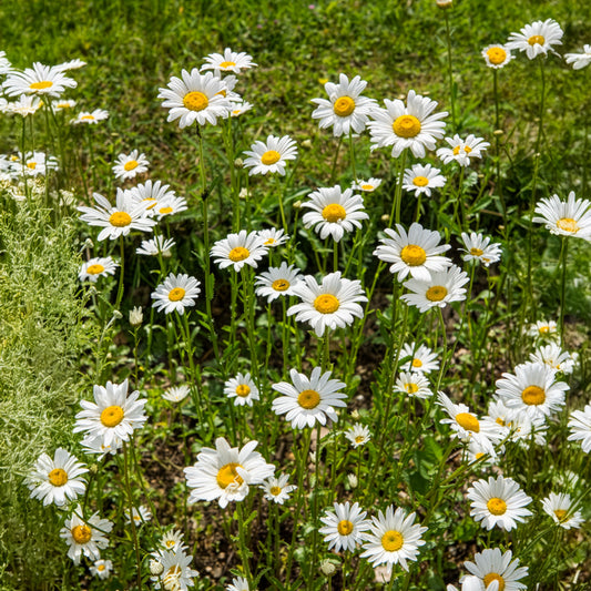 Wiesen-Margerite - Bakker