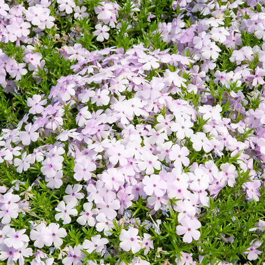 Teppich-Phlox ‘Lilac Cloud’ - Bakker