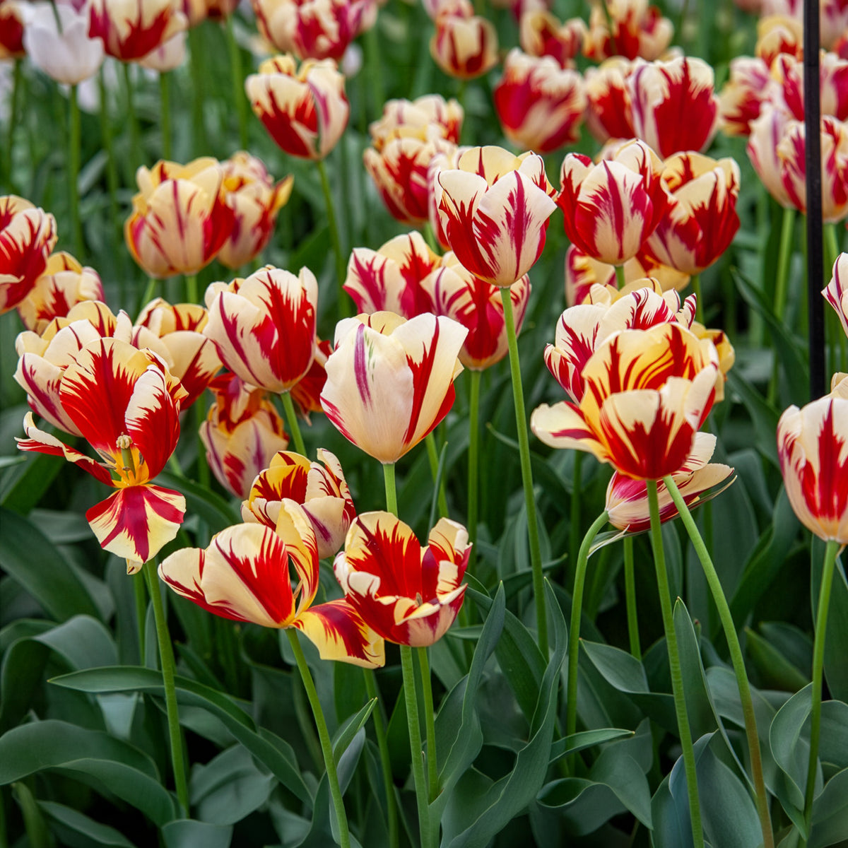 Triumph-Tulpen ‘Grand Perfection’ (x10)
