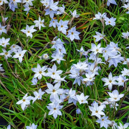 Frühlingssterne 'Wisley Blue' - Bakker