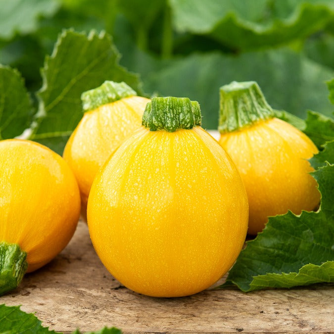 Zucchini Sun Ball F1 - Cucurbita pepo - Bakker