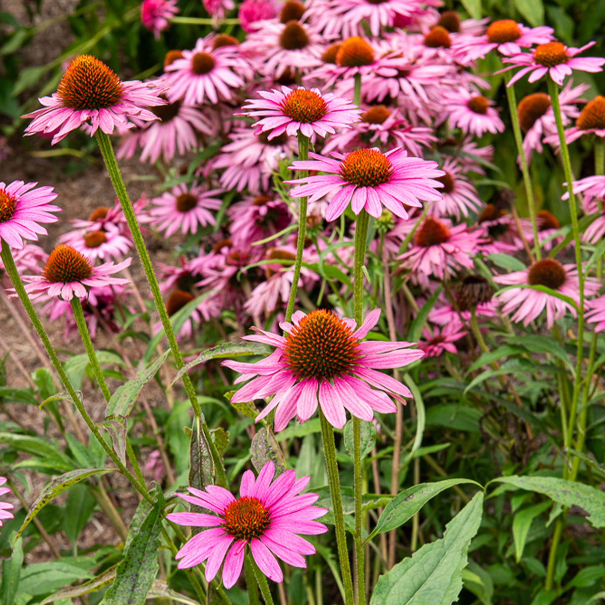 Purpur-Sonnenhut Augustkönigin - Echinacea purpurea Augustkönigin - Bakker