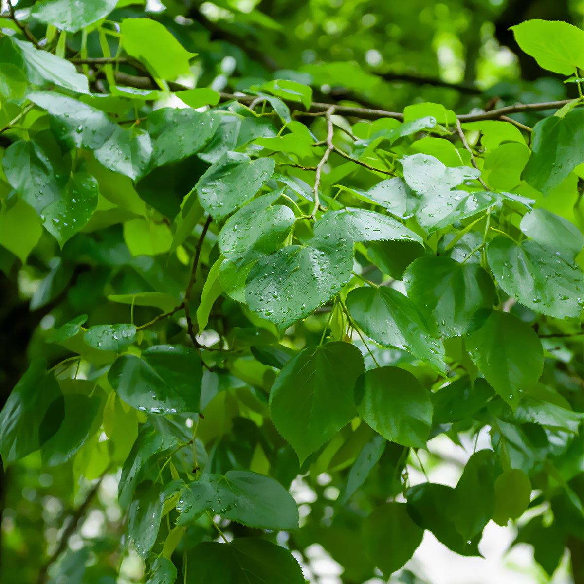 Krim-Linde Euchlora - Bakker