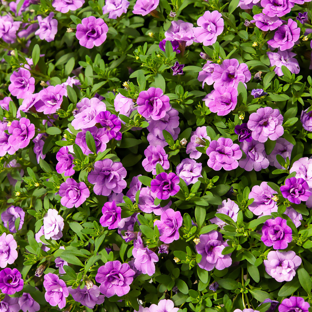 Zauberglöckchen gefüllt Violett (x3) - Bakker
