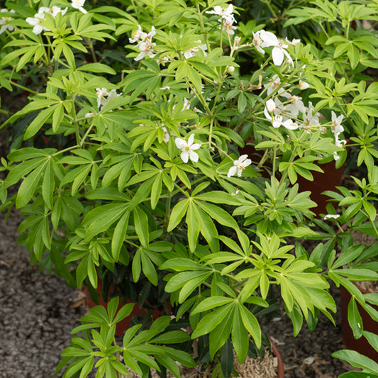 Mexikanische Orangenblume 'Greenfingers'® - Bakker