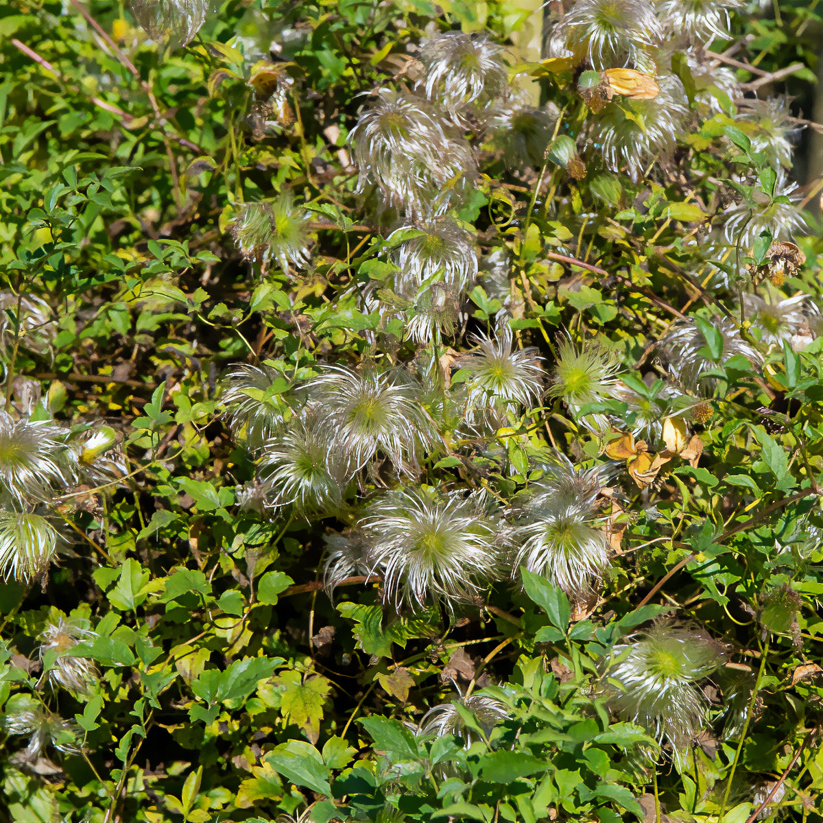 Waldrebe ‘Golden Tiara’® - Clematis tangutica Golden Tiara®Kugotia - Bakker