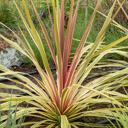 Cordyline ‘Can Can’® - Bakker