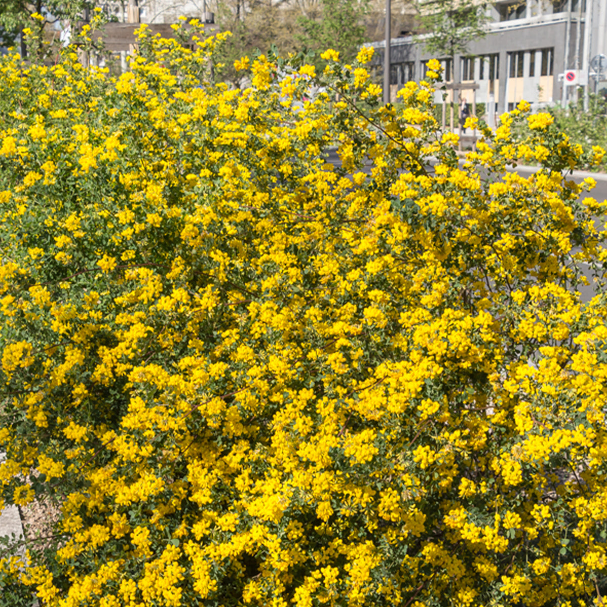 Coronilla valentina glauca - Blaugrüne Kronwicke - Blühende Sträucher