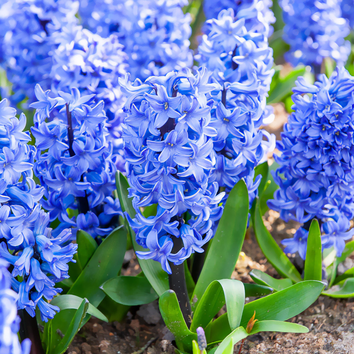 Hyazinthe Blue Jacket