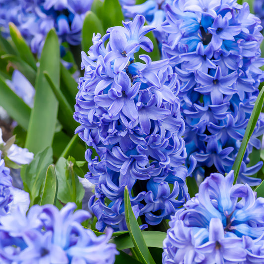 Hyazinthe 'Delft Blue' - Bakker