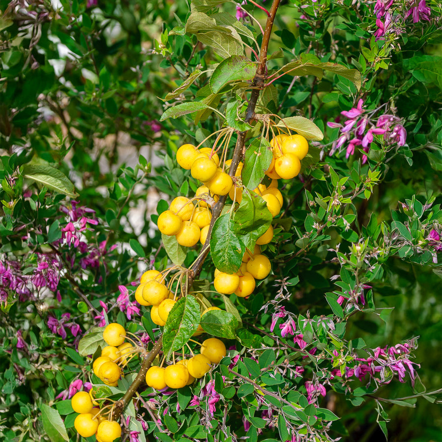 Malus Golden Hornet - Zierapfel Golden Hornet - Zierapfel