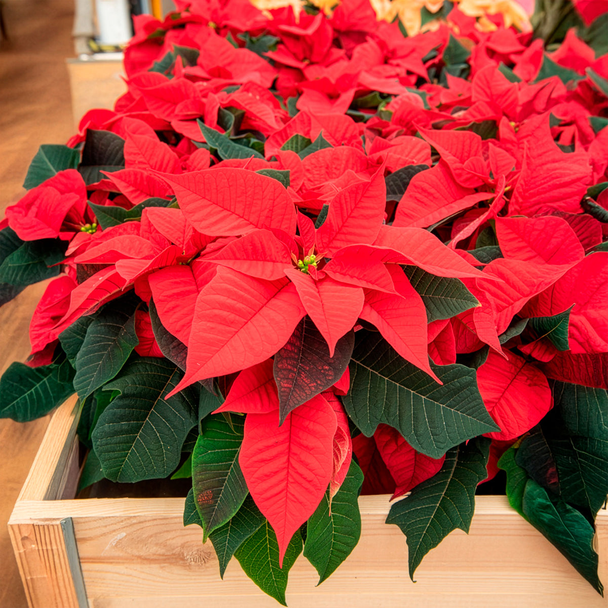 Verkauf Rote Poinsettia - Euphorbia pulcherrima red