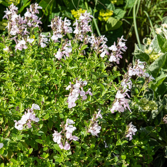 Salvia jamensis Magical® Donau Kolmadon - Bakker