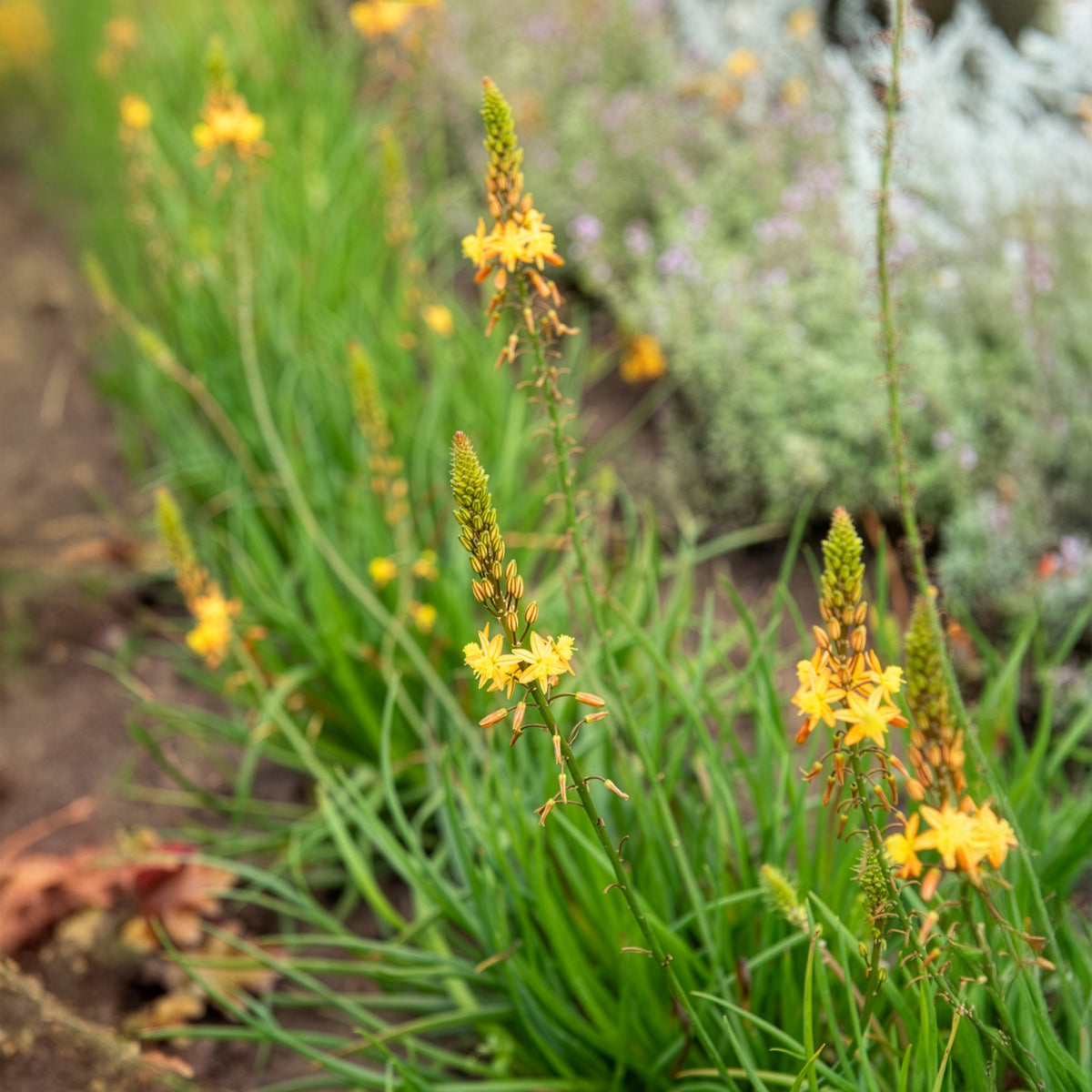 Katzenschwanzpflanze Médicus ® - Bulbine frutescens Médicus ® - Bakker