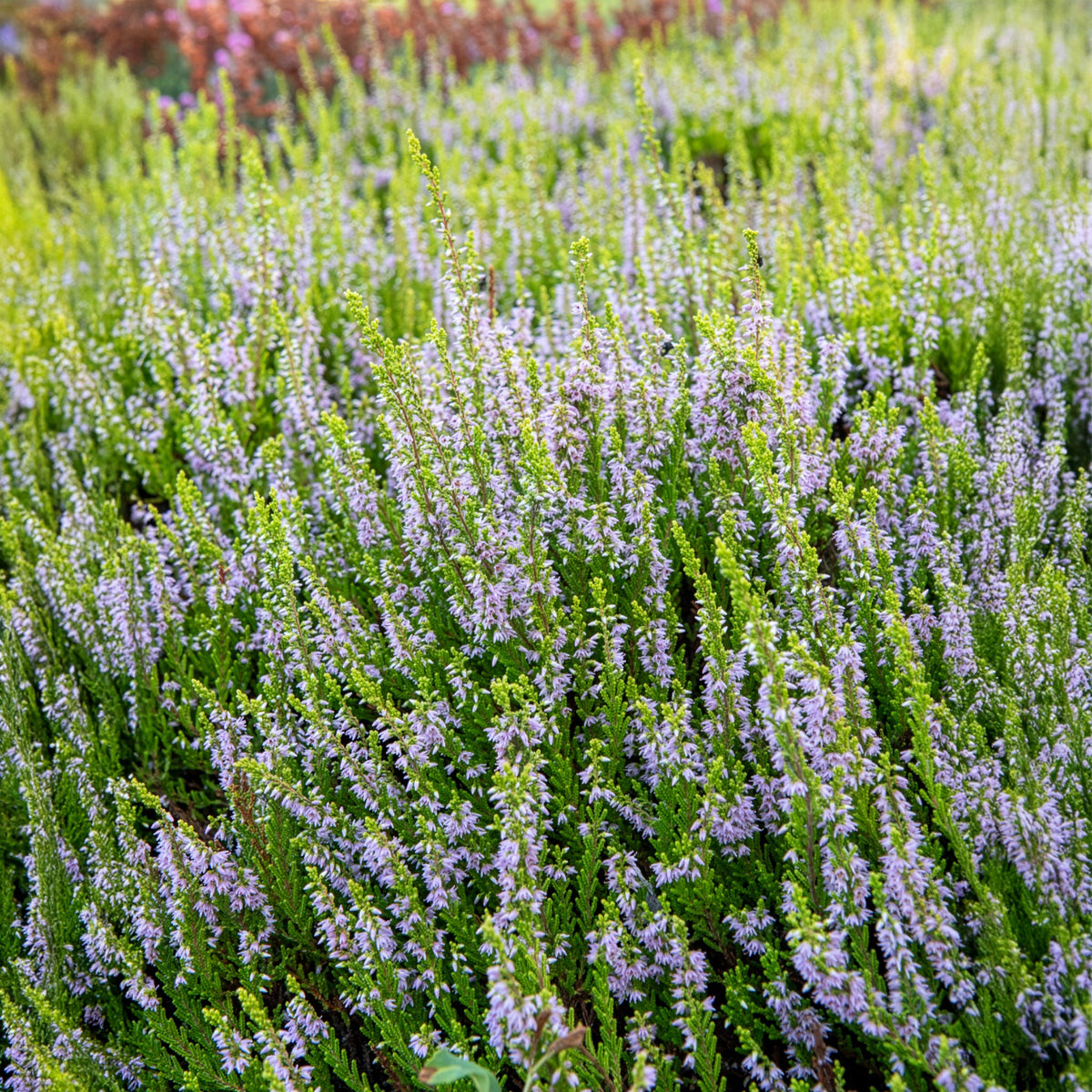 Sommerheide - Besenheide Winter Chocolate - Calluna vulgaris Winter Chocolate