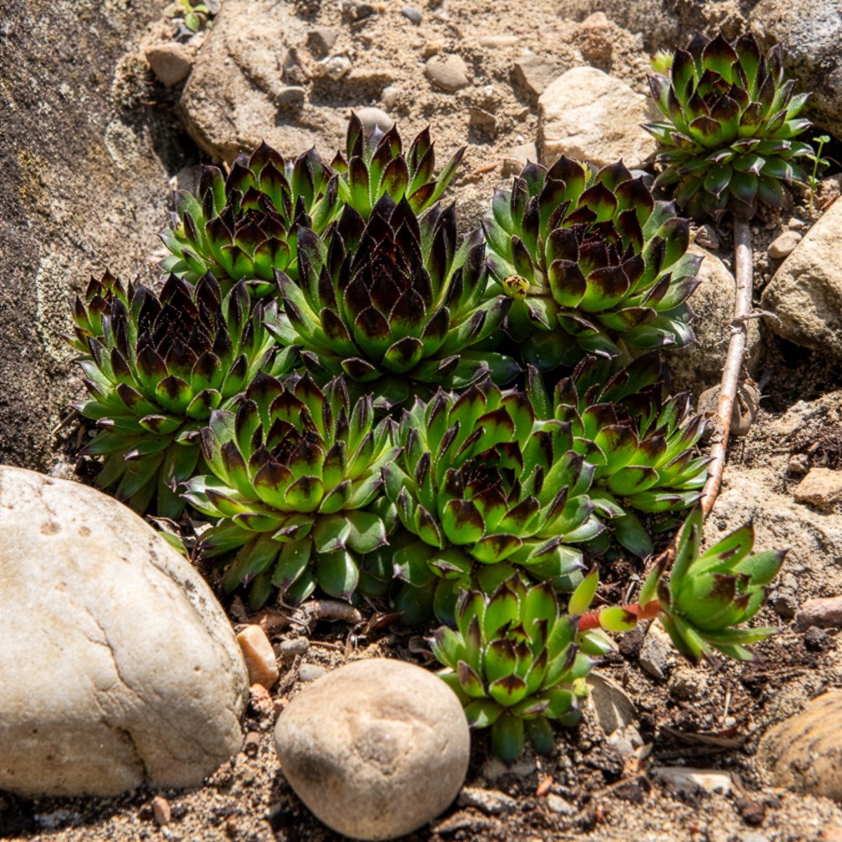 Sempervivum Chick Charms ® Appletini - Bakker