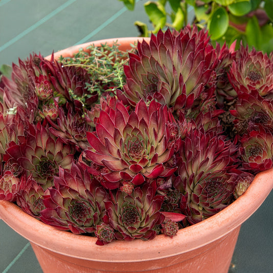 Sempervivum Chick Charms ® Butterscotch Baby - Bakker