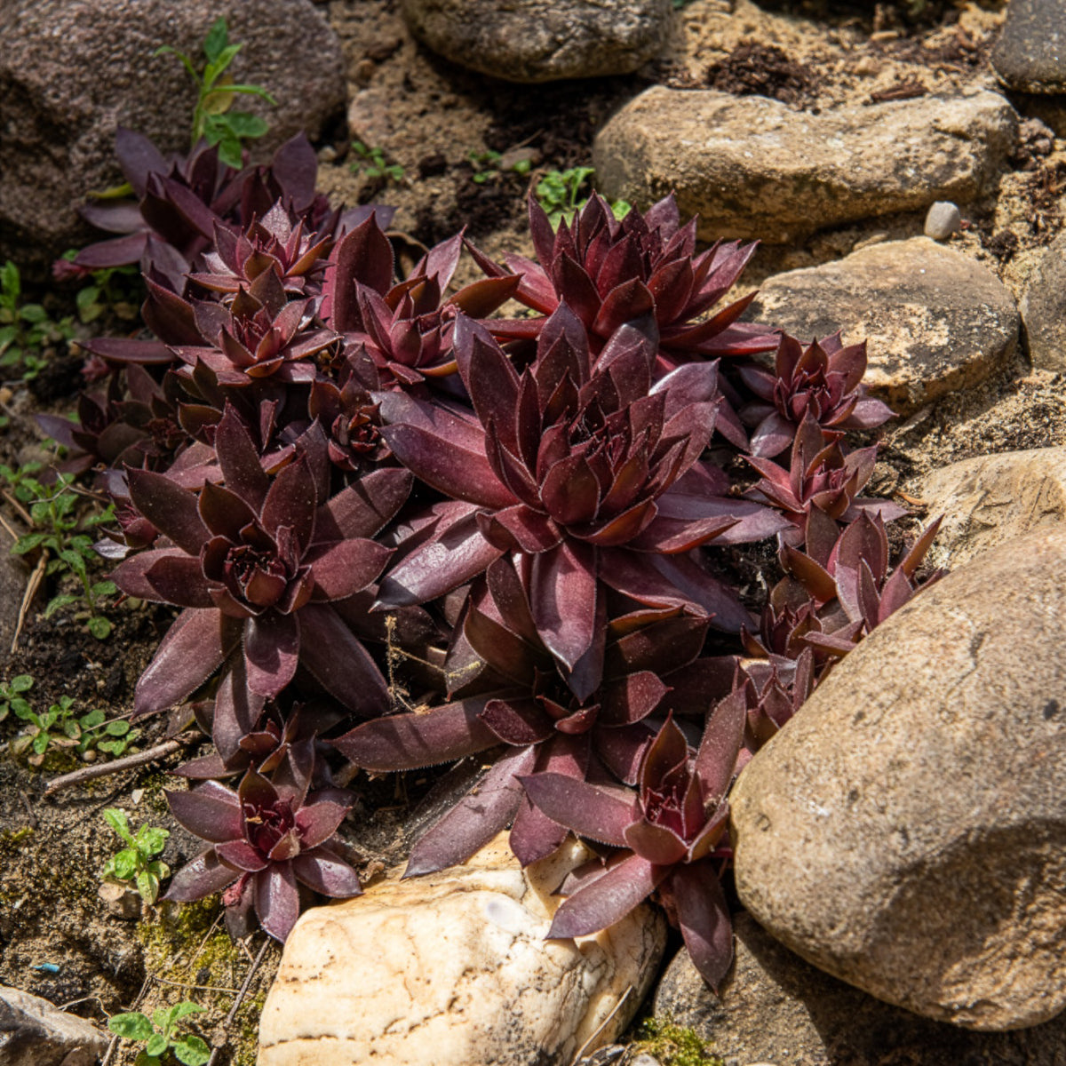 Sempervivum Chick Charms ® Chocolate Kiss - Sempervivum Chick Charms® Chocolate Kiss - Bakker