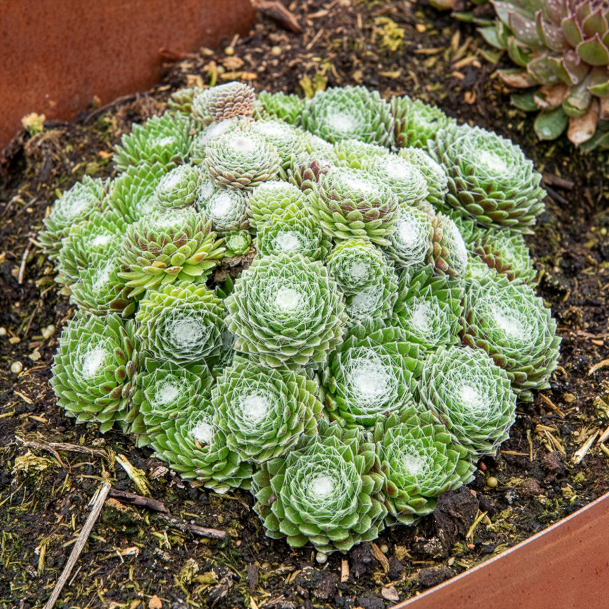 Sempervivum Chick Charms ® Cotton Candy - Bakker