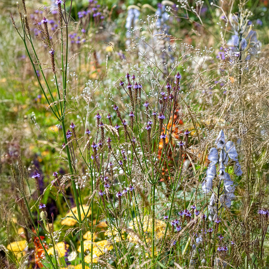 Eisenkraut Lavender Spires - Bakker