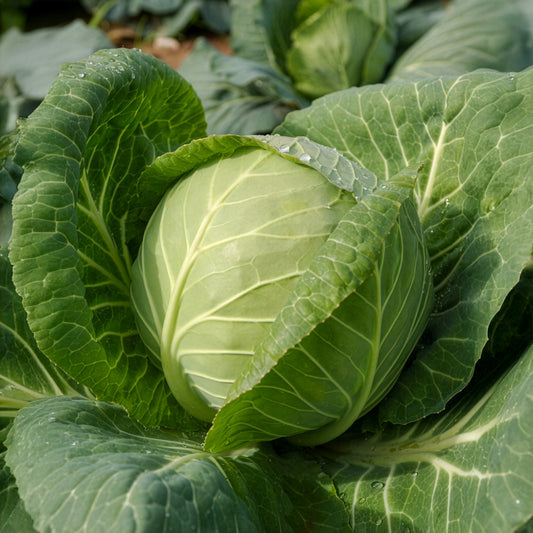Weißkohl Tête de Pierre F1 - Bakker