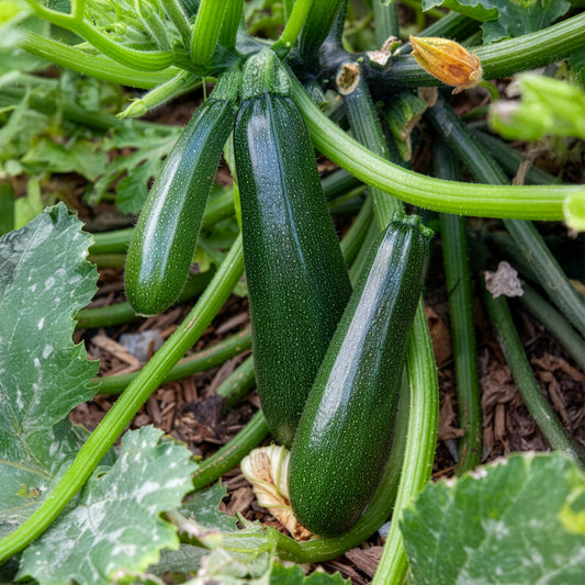 Gartenkürbis Astia F1 - Bakker