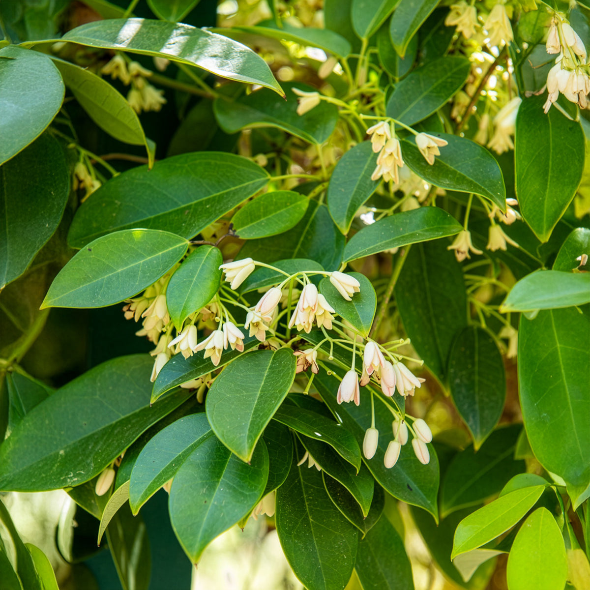 Holboellia coriacea - Wurstbeere - Blühende Kletterpflanzen