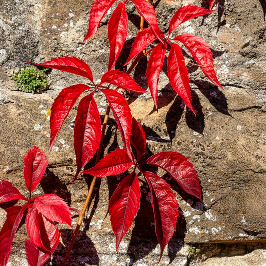 Mauerwein Red wall - Bakker