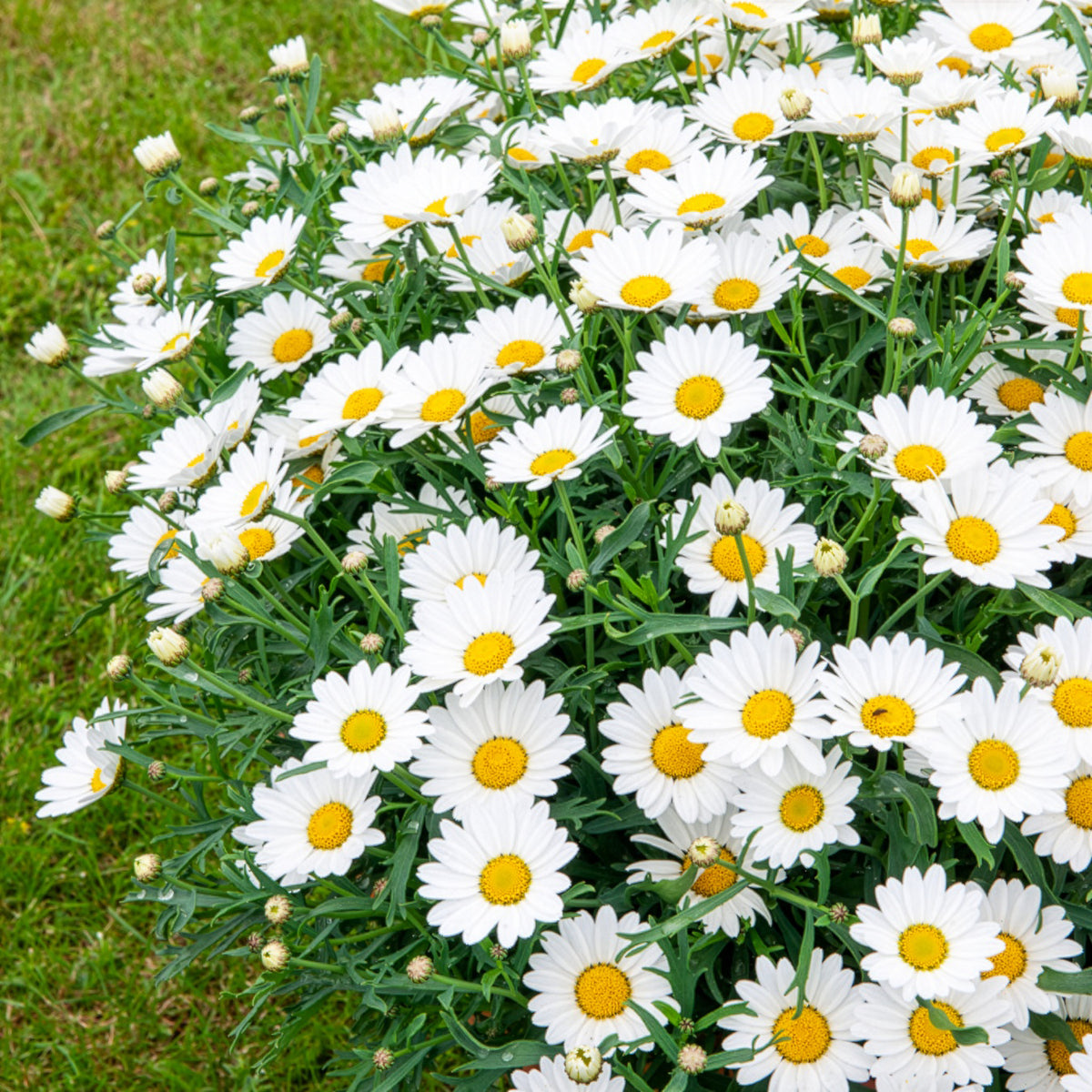 Strauchmargerite - Argyranthemum frutescens - Bakker