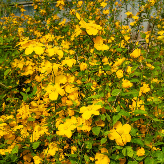 Ranunkelstrauch Golden Guinea - Bakker