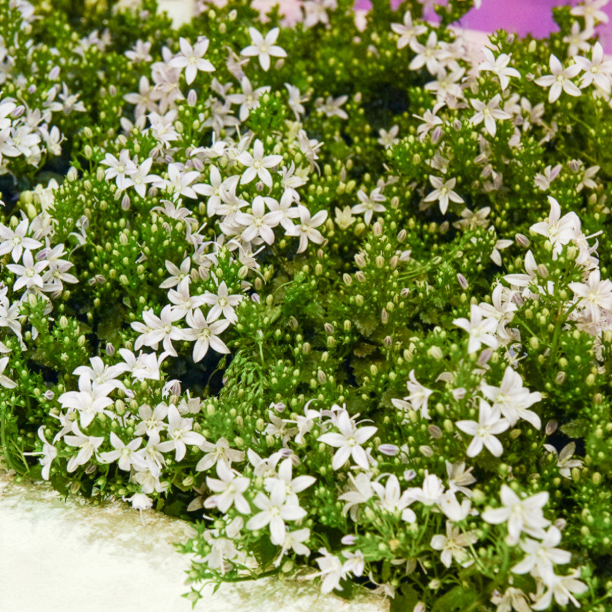 Witte muurklokje - Campanula portenschlagiana - Bakker