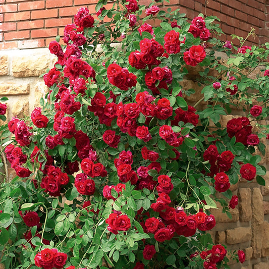 Kletterrose rot - Bakker