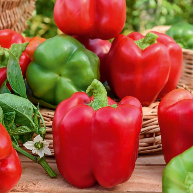 Paprika Capsicum 'California Wonder' - Bakker