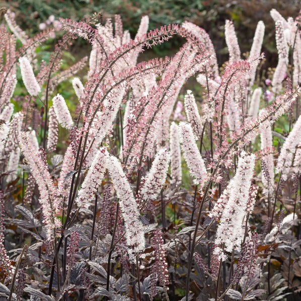 Silberkerze Pink Spike - Bakker
